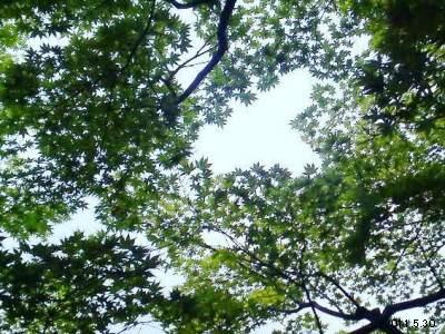 le30mai2011_京都下鴨 「茶寮 宝泉」の青もみじ