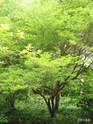 2011_蓼科高原バラクライングリッシュガーデン 02