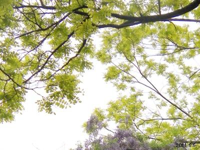 Robinia pseudoacacia Frisia