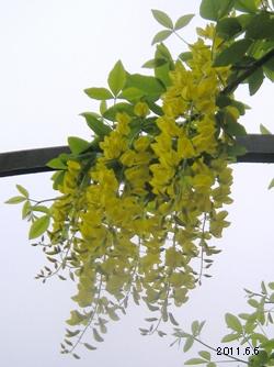 Laburnum anagyroides <Common laburnum>