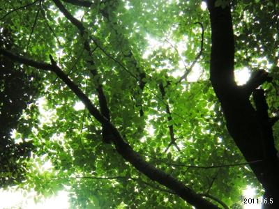 根津美術館庭園の山桜(Purunus jamasakura)