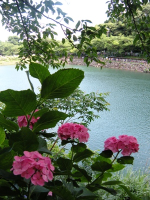2011形原温泉 あじさいの里_23thあじさい祭り 03