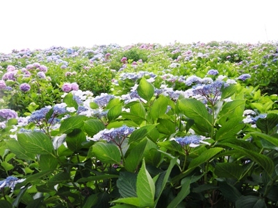2011形原温泉 あじさいの里_23thあじさい祭り07