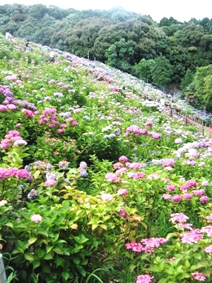 2011形原温泉 あじさいの里_23thあじさい祭り 04