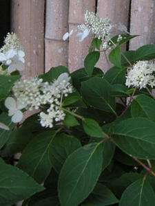 紫陽花 エゾダルマノリウツギ