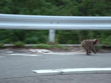 長野R153_04_猿