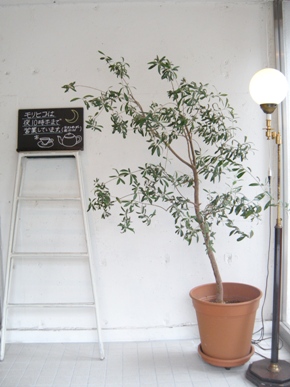 札幌_南一条_CAFE_ATELIER Morihiko /アトリエ・モリヒコ(2号店)01
