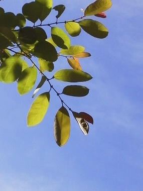 2011100108320000 my garden