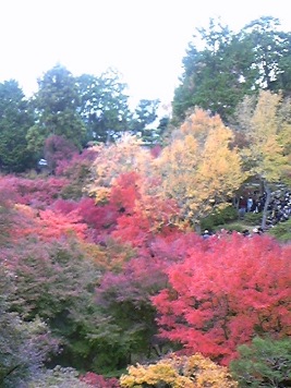 東福寺 渓谷(洗玉澗)の紅葉