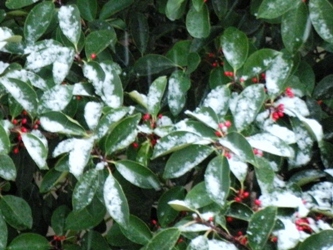 le12mars2012_ 庭木の雪 01