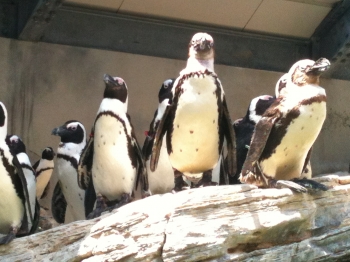 ペンギンの群れ