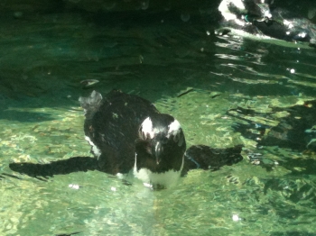 ペンギンの水遊び