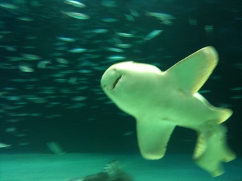 サメサメ