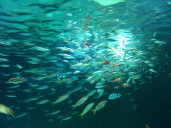 池袋サンシャイン水族館
