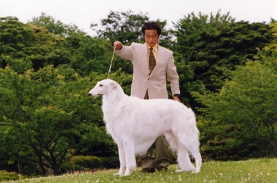 キャスパー、ボルゾイ