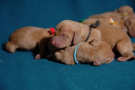 犬種は