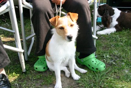 柴犬