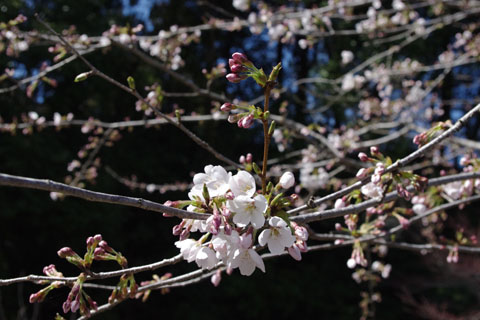 IMGP0500.jpg