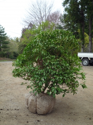 植木市準備 ハッピーツリー 仲田種苗園