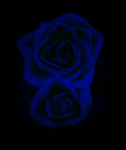 青い薔薇 黒マテリア