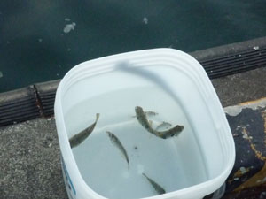 フグが中心の獲物