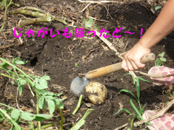 おじいちゃんとじゃがいもほり