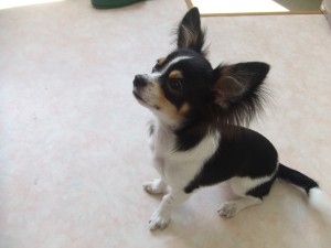 reon