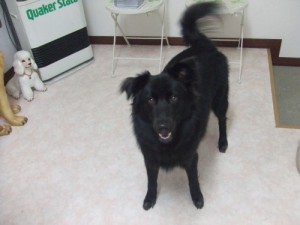 sora