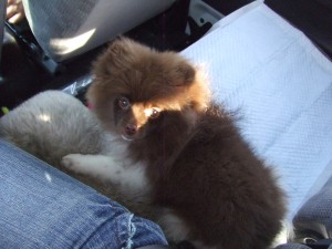 choko