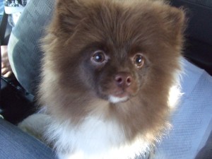 choko