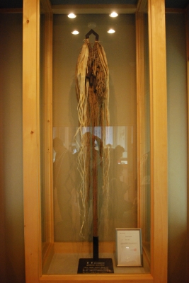 DSC_0063.jpg