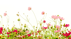 ¥Õ¥¡¥¤¥ë0362.gif