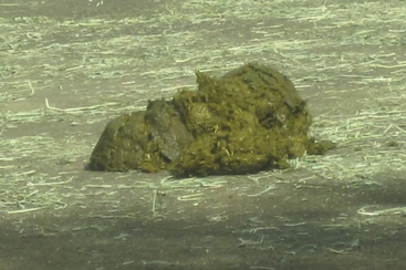沖ノ鳥島くらいあるかも?