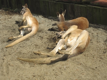 カンガルー昼寝