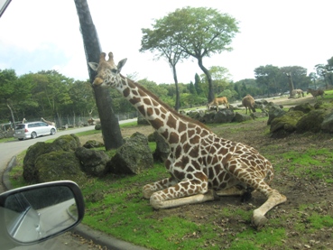 キリン