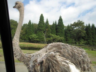 ダチョウ横顔
