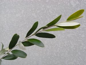 olive