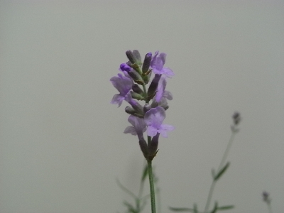 lavender
