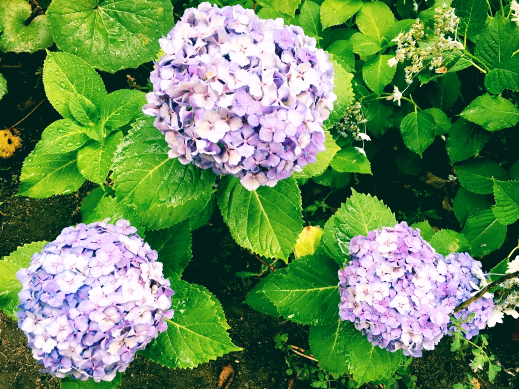 紫陽花の色は Studio０ スタッフブログ