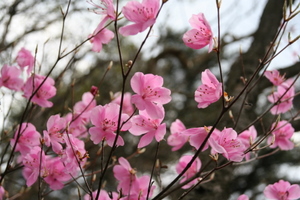 蕎麦粒山 花