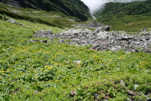 八本歯のコル付近のお花畑
