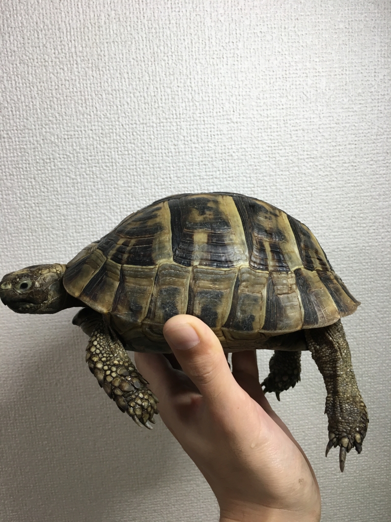 シリア産ギリシャリクガメ Greek Tortoise From Syria 駅徒歩5分の日常