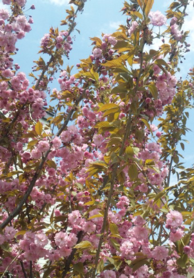 八重桜