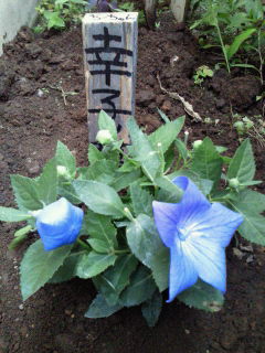 201206291833000.jpg