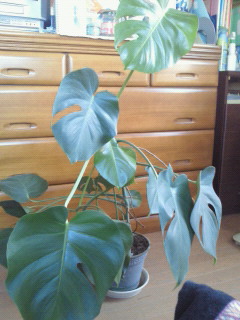 201211140846000.jpg