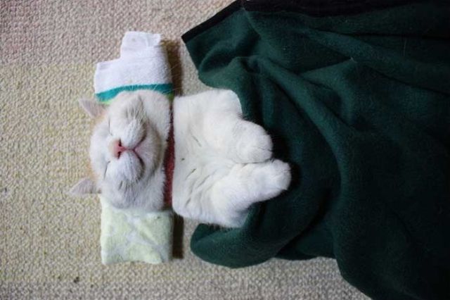 the_most_chilled_out_cat_around_640_25.jpg