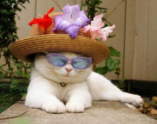 the_most_chilled_out_cat_around_640_32.jpg
