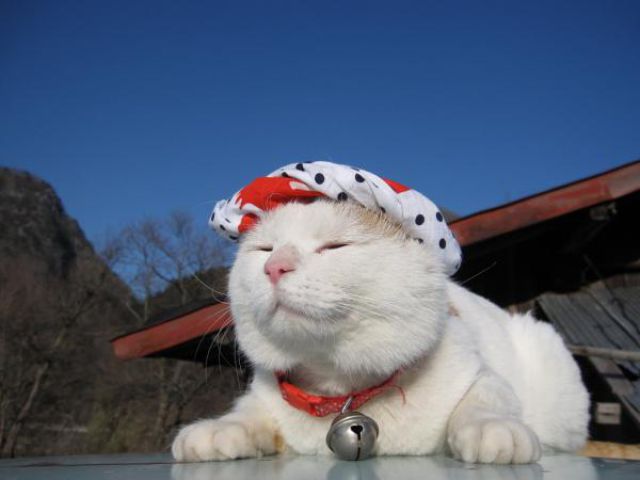 the_most_chilled_out_cat_around_640_39.jpg