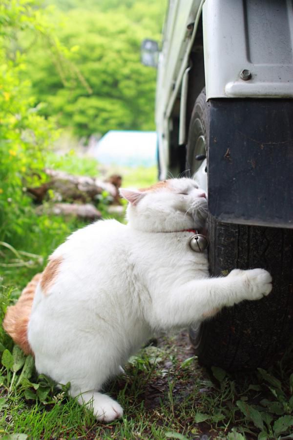 the_most_chilled_out_cat_around_640_high_43.jpg
