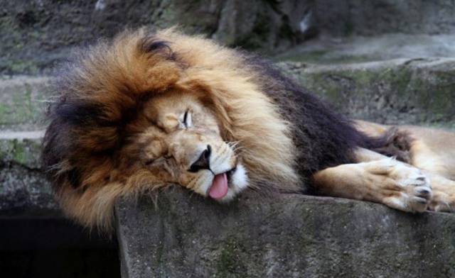 animals_who_look_like_they_had_a_rough_night_640_21.jpg